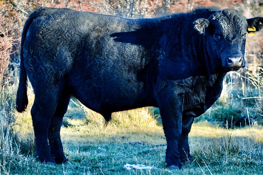 Fundo Las Vertientes - Foto 1