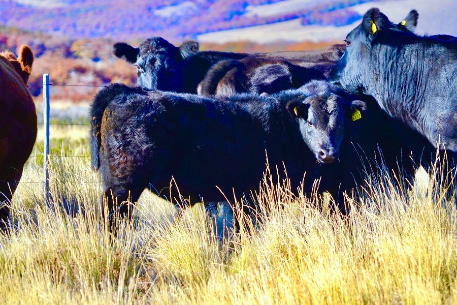 Fundo Las Vertientes - Foto 3