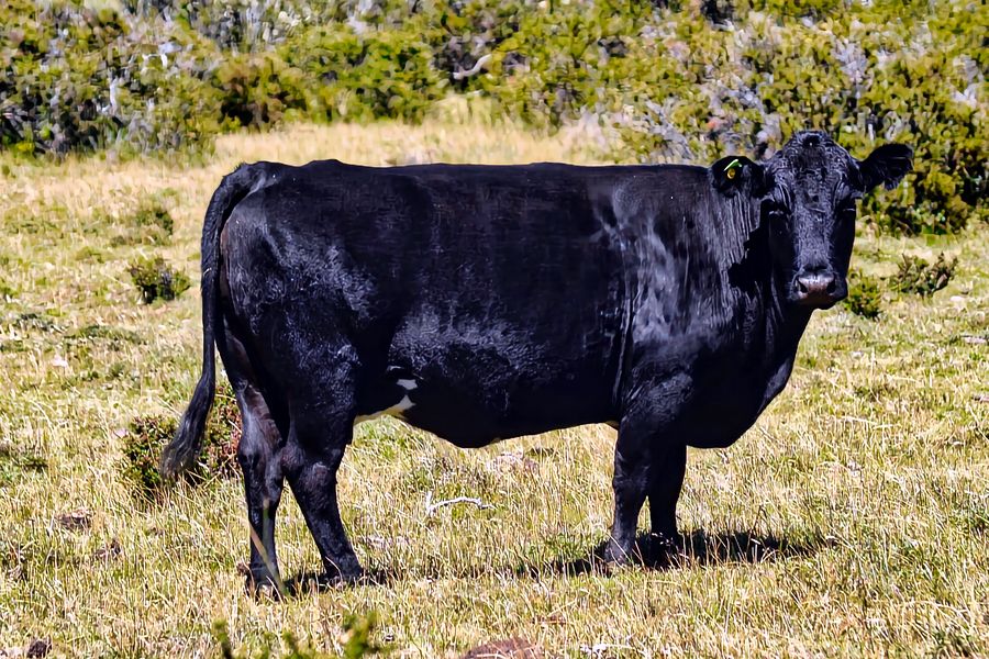 Fundo Las Vertientes - Foto 5