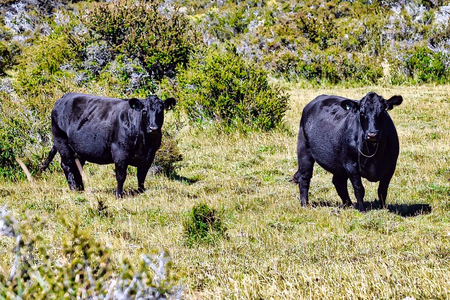 Fundo Las Vertientes - Foto 6