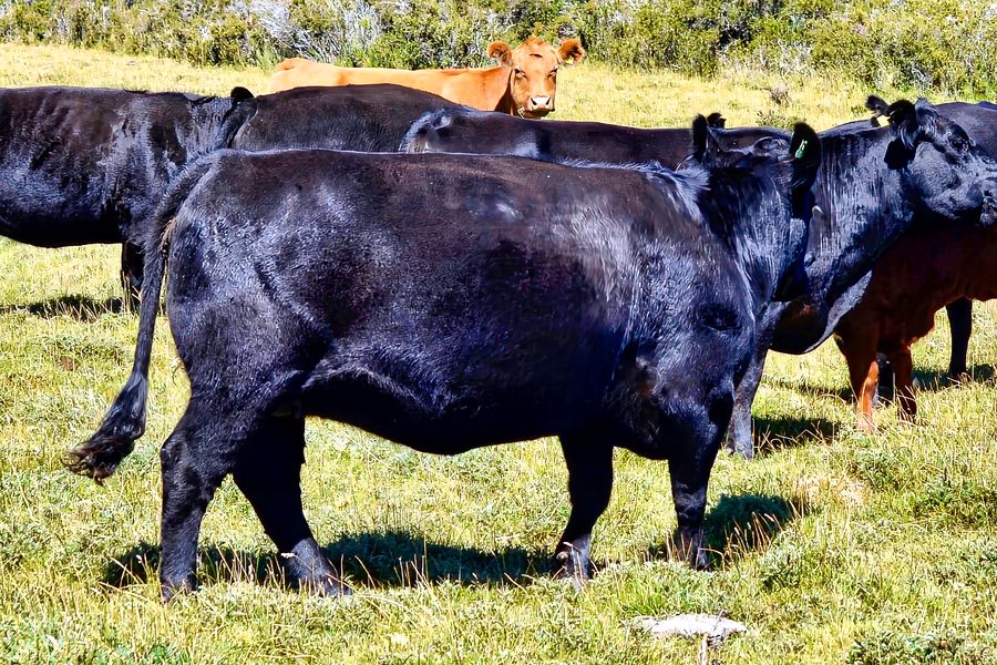 Fundo Las Vertientes - Foto 7