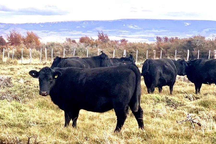 Fundo Las Vertientes - Foto 8