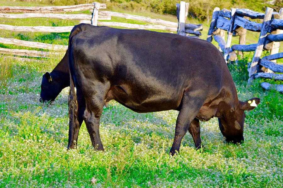 Fundo Las Vertientes - Foto 9