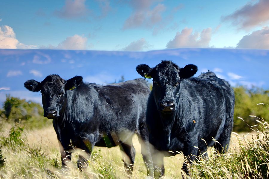 Fundo Las Vertientes - Foto 11