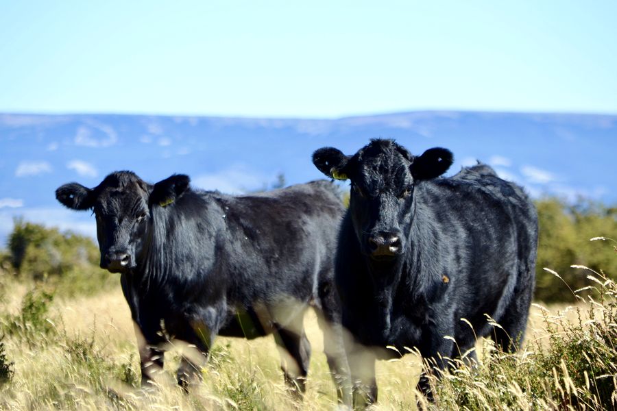 Fundo Las Vertientes - Foto 17