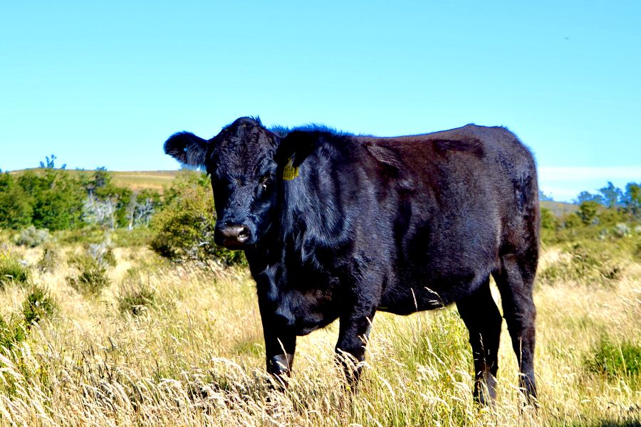 Fundo Las Vertientes - Foto 18