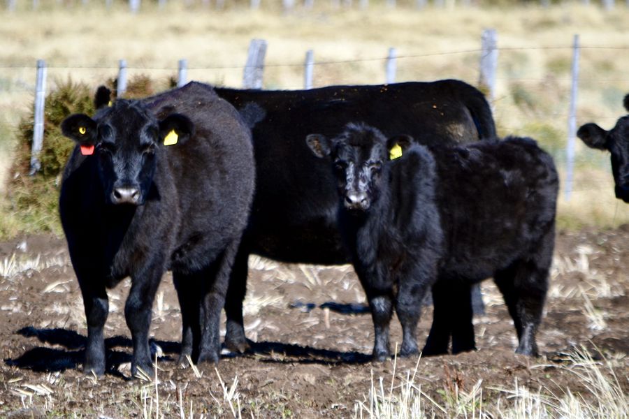 Fundo Las Vertientes - Foto 21