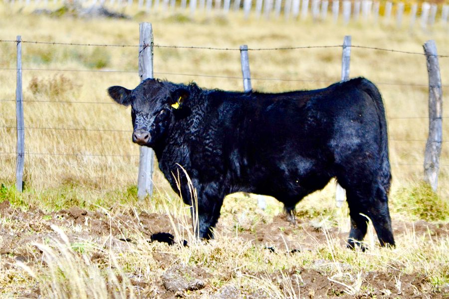 Fundo Las Vertientes - Foto 23