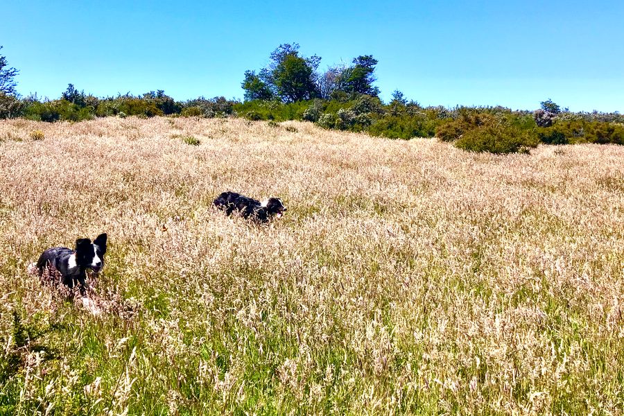 Fundo Las Vertientes - Foto 26