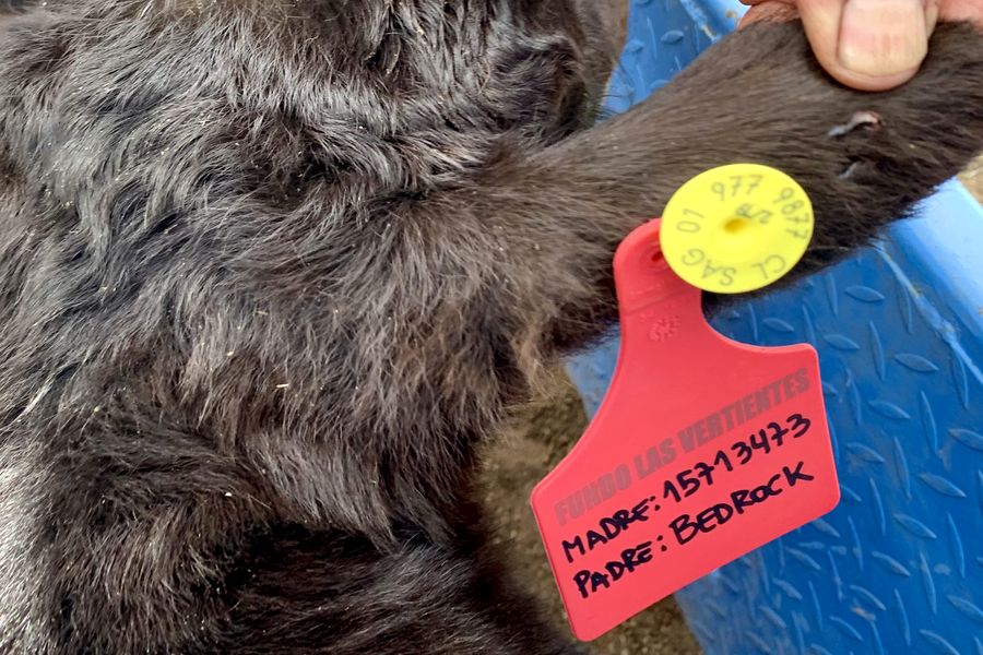 Fundo Las Vertientes - Foto 28