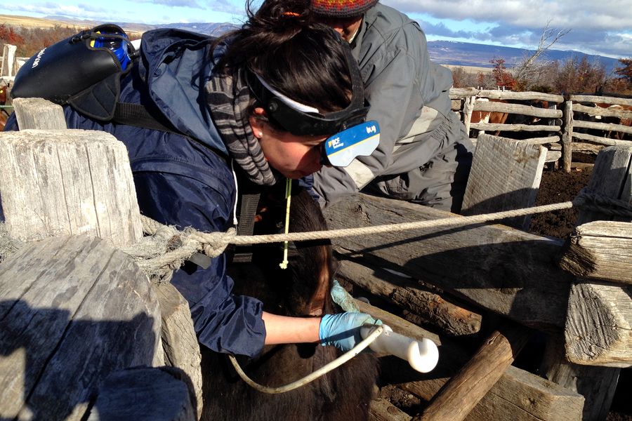 Fundo Las Vertientes - Foto 30