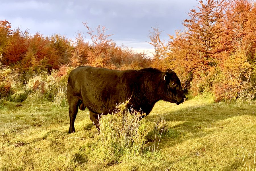 Fundo Las Vertientes - Foto 32