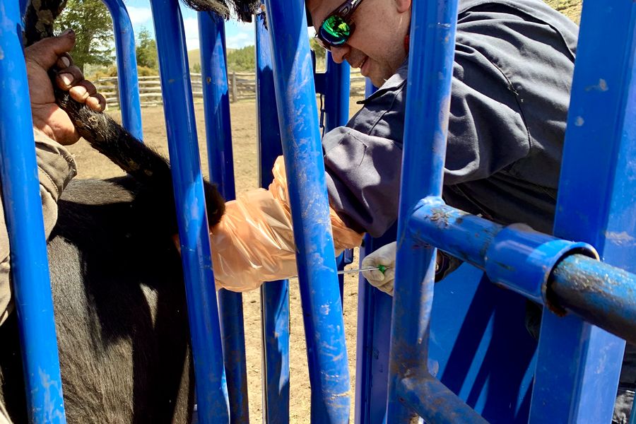 Fundo Las Vertientes - Foto 36