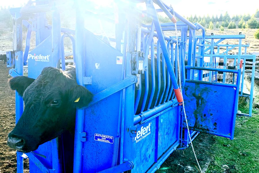 Fundo Las Vertientes - Foto 39