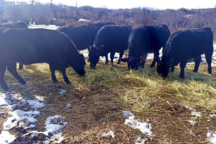 Fundo Las Vertientes - Foto 40