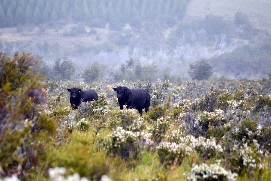 Fundo Las Vertientes - Foto 42