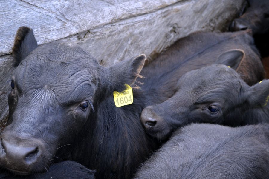 Fundo Las Vertientes - Foto 45