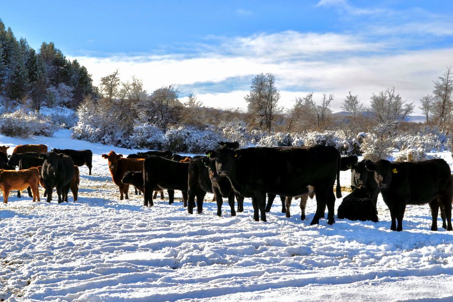 Fundo Las Vertientes - Foto 47