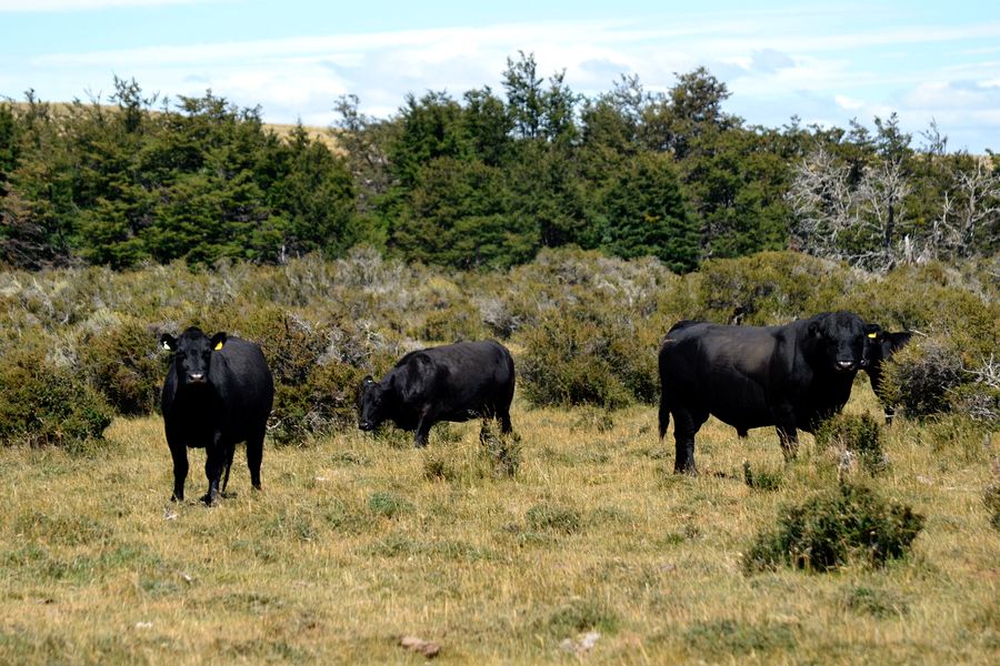 Fundo Las Vertientes - Foto 48