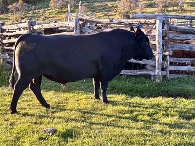 Torete PA-004 foto 2