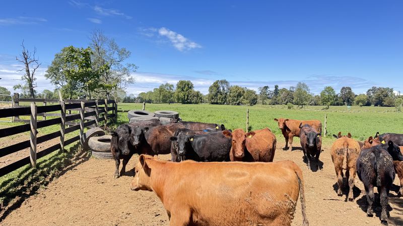 Cabaña Angus Santa Alicia - Osorno #1