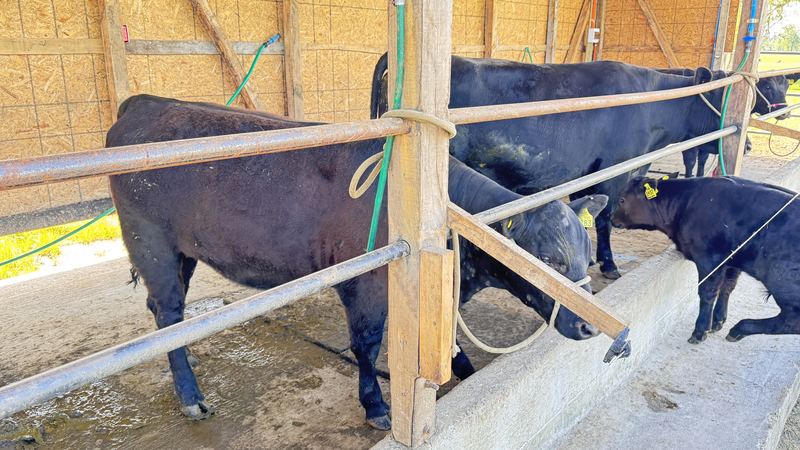 Cabaña Angus Santa Alicia - Osorno #3