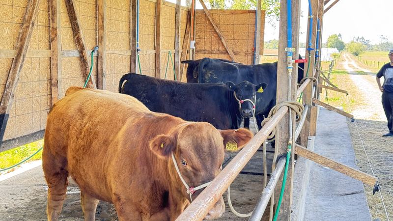 Cabaña Angus Santa Alicia - Osorno #5