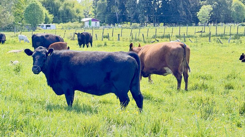 Cabaña Angus Santa Alicia - Osorno #7