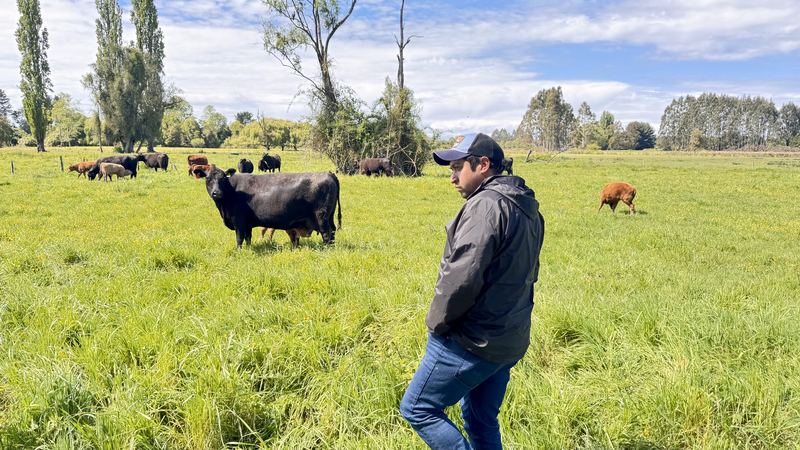 Cabaña Angus Santa Alicia - Osorno #9