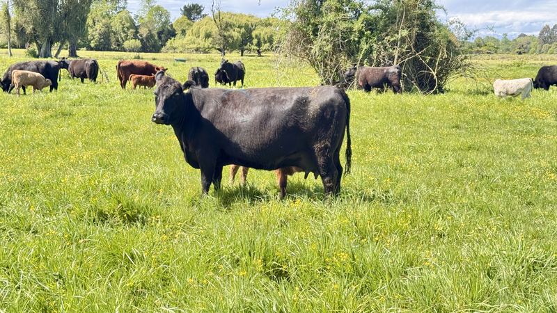 Cabaña Angus Santa Alicia - Osorno #10