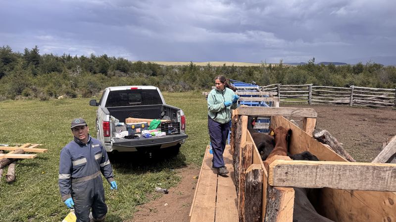 Bladimir Calderón - Inseminación #3