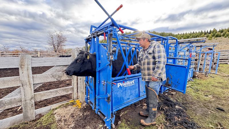 Víctor Manuel González - Fundo Las Vertientes #8