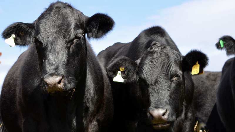 Ganado Angus del criadero